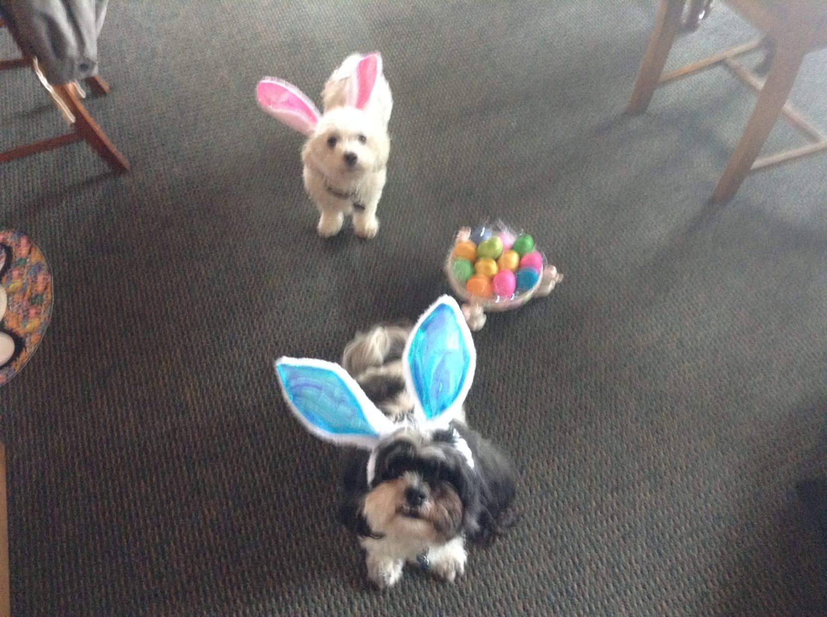 Pets